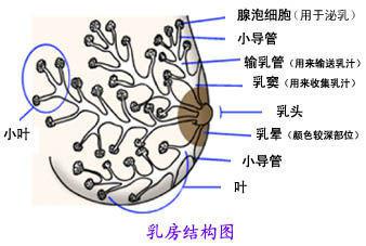 乳房構造圖