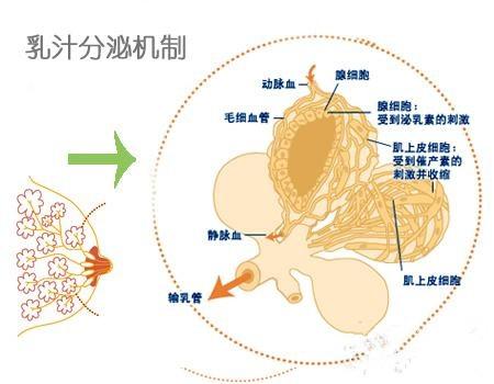 乳汁分泌機制