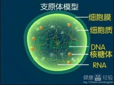 新生兒支原體感染怎麼醫治