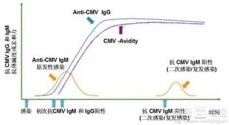 新生兒常見的先天性宮內感染-CMV感染要不要緊