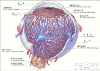 新生兒出生十幾個小時後兩眼角出現出血現象正常嗎