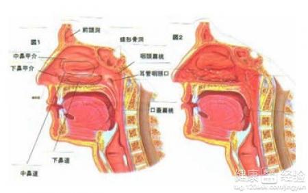 嬰兒會有鼻炎嗎？