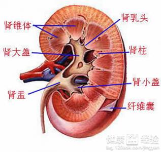 B超顯示腎盂分離5MM是什麼意思呢