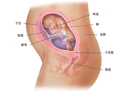 六個月的胎兒是什麼樣子 六個月胎兒發育情況（圖）