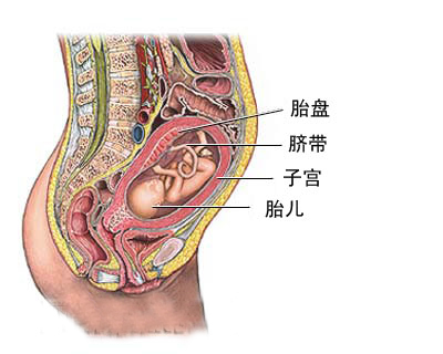 下面是胎兒臍帶血取樣圖文介紹