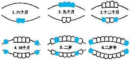 寶寶長牙症狀以及寶寶長牙順序圖